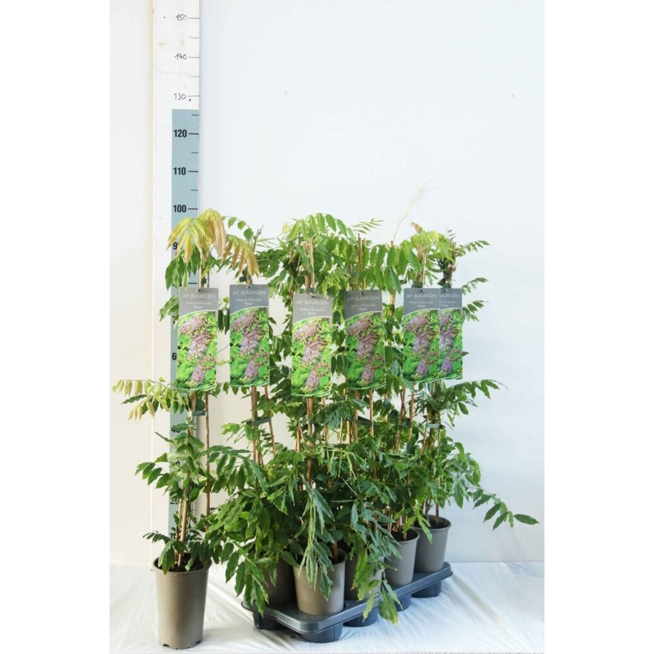 Blåregn – Wisteria floribunda 'Rosea' - C2 60-80 CM Stick